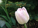 42 Nancy's Garden [2009 May 10]